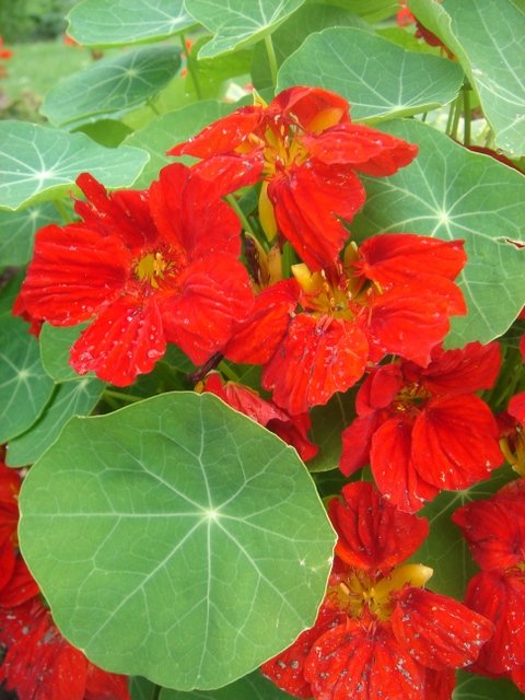 Tropaeolum majus 'WhirlyBird melange'
